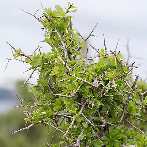 Lycium ferocissimum, African boxthorn, Tasmania, flora