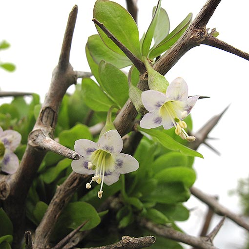 Lycium ferocissimum, African boxthorn, Tasmania, flora