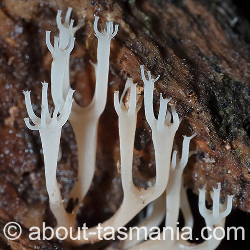 Artomyces colensoi, fungi, Tasmania