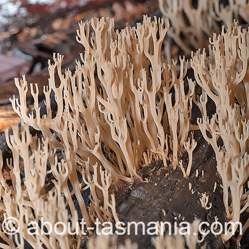 Artomyces colensoi, fungi, Tasmania