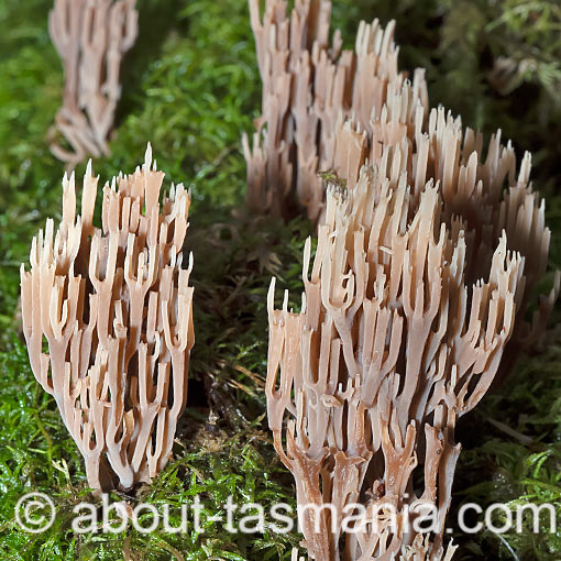 Artomyces colensoi, fungi, Tasmania