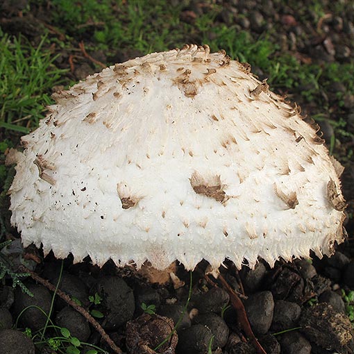 Chlorophyllum brunneum, fungi, Tasmania