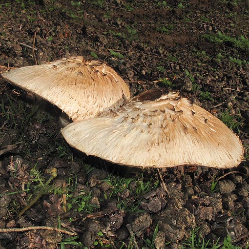 Chlorophyllum brunneum, fungi, Tasmania