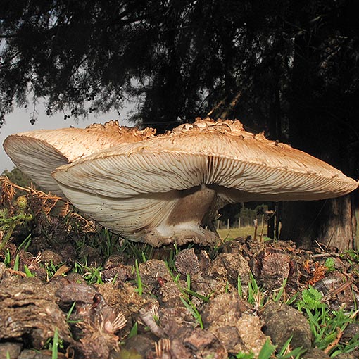 Chlorophyllum brunneum, fungi, Tasmania