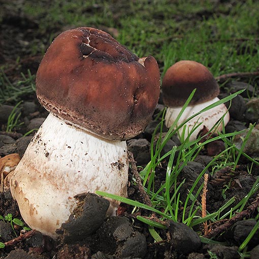 Chlorophyllum brunneum, fungi, Tasmania