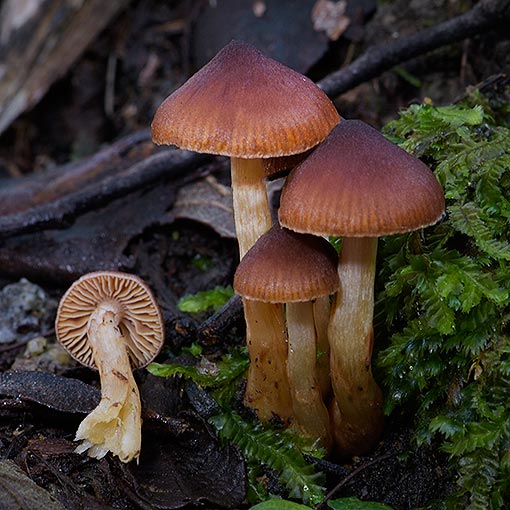 Cortinarius sp., fungi, Tasmania