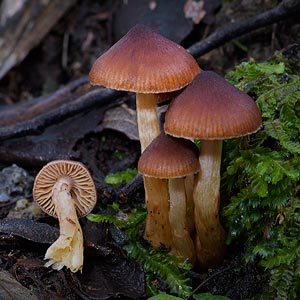 Cortinarius sp.