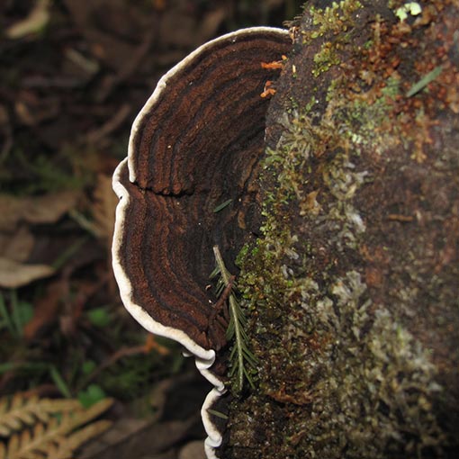 Datronia brunneoleuca, Tasmania, fungi