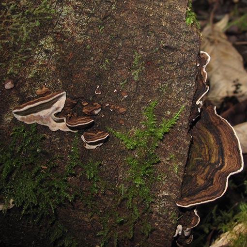 Datronia brunneoleuca, Tasmania, fungi