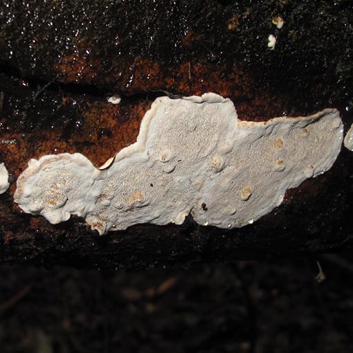 Datronia brunneoleuca, Tasmania, fungi
