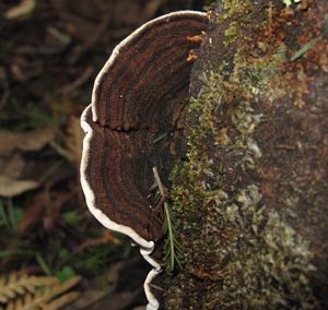 Datronia brunneoleuca