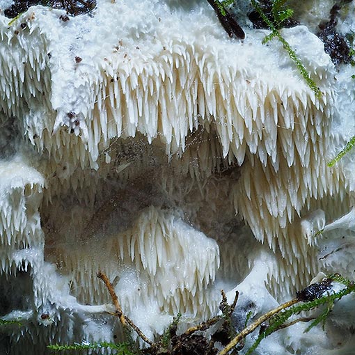 Dentipellis tasmanica, fungi, Tasmania