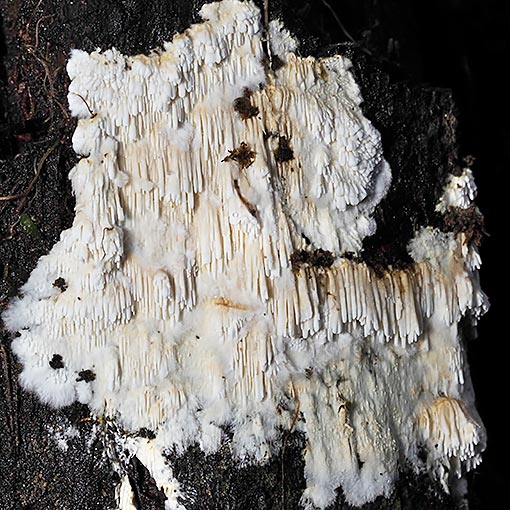 Dentipellis tasmanica, fungi, Tasmania
