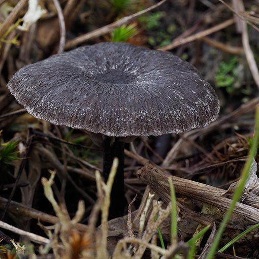 Entoloma percrinitum, fungi, Tasmania