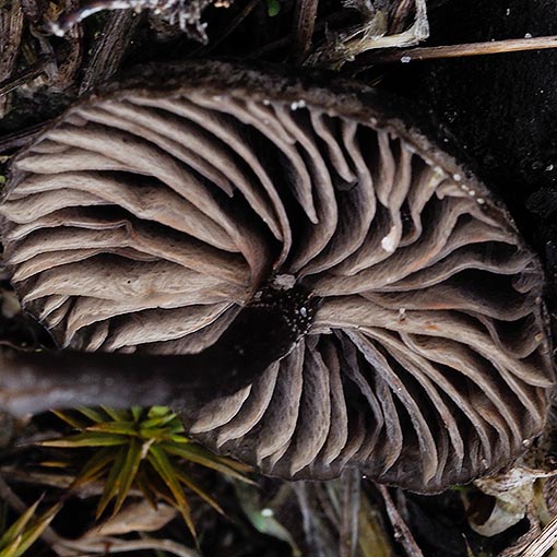 Entoloma percrinitum, fungi, Tasmania