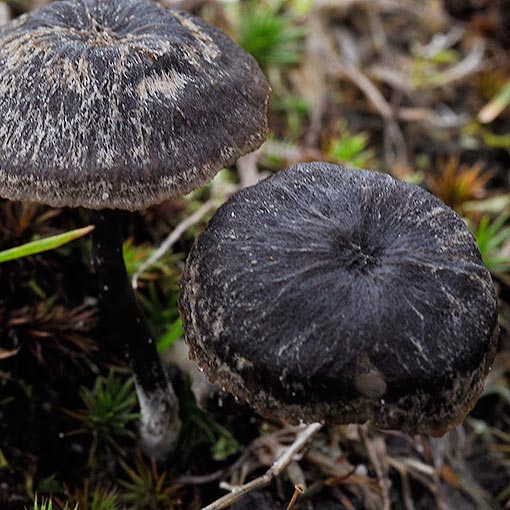 Entoloma percrinitum, fungi, Tasmania