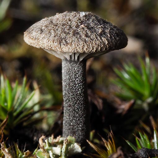Entoloma percrinitum, fungi, Tasmania