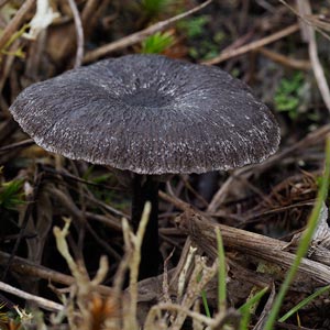 Entoloma percrinitum