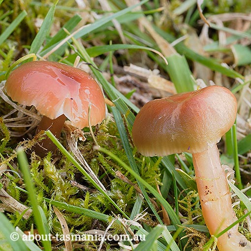 Hygrocybe archohastata, Tasmania, fungi