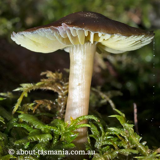 Hygrocybe archohastata, Tasmania, fungi