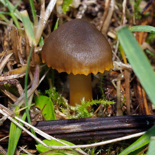 Hygrocybe archohastata, Tasmania, fungi