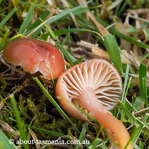 Hygrocybe archohastata, Tasmania, fungi