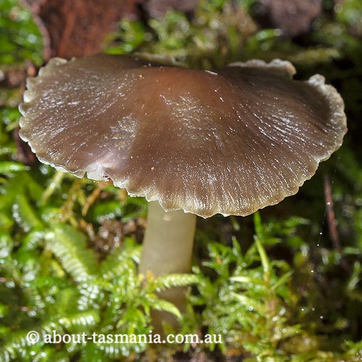 Hygrocybe archohastata, Tasmania, fungi