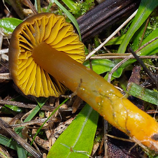 Hygrocybe archohastata, Tasmania, fungi