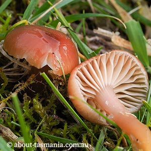 Hygrocybe archohastata