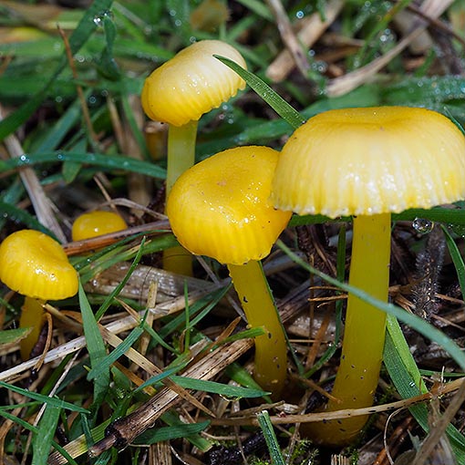 Gliophorus chromolimoneus, Hygrocybe chromolimonea, fungi, Tasmania