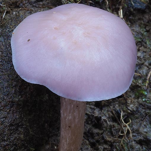 Hygrocybe reesiae, fungi, Tasmania