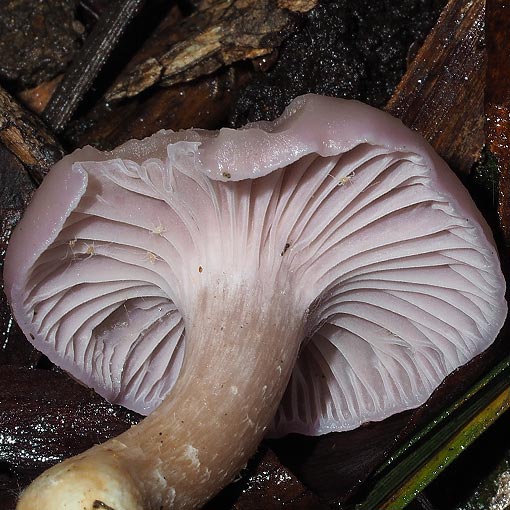 Hygrocybe reesiae, fungi, Tasmania