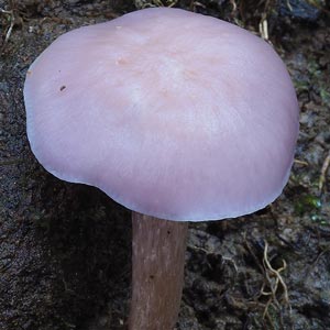 Hygrocybe reesiae