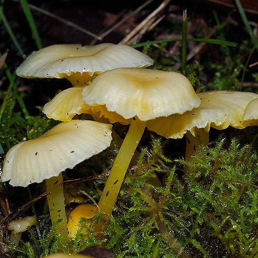 Gliophorus chromolimoneus, Hygrocybe chromolimonea, fungi, Tasmania