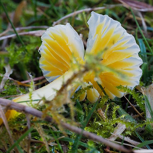 Gliophorus chromolimoneus, Hygrocybe chromolimonea, fungi, Tasmania