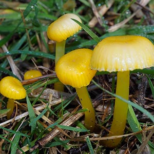 Hygrocybe chromolimonea