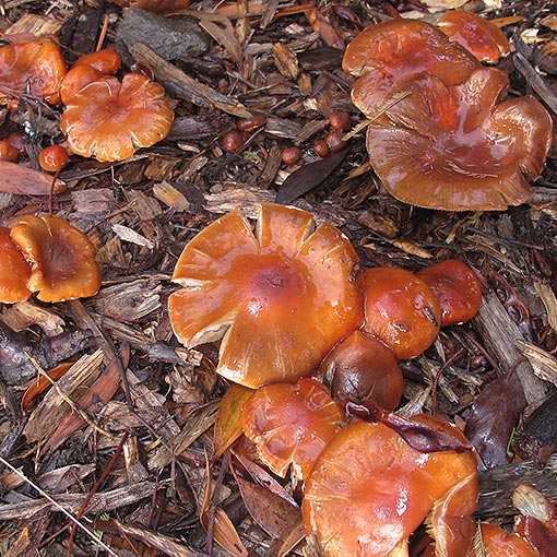 Leratiomyces ceres, fungi, Tasmania