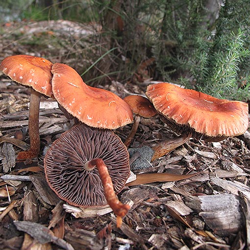 Leratiomyces ceres, fungi, Tasmania