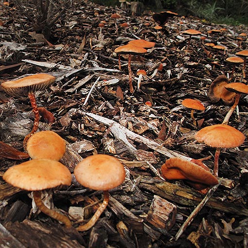 Leratiomyces ceres, fungi, Tasmania
