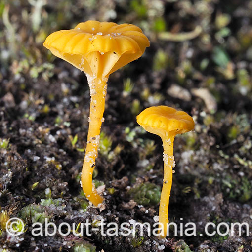 Lichenomphalia chromacea, fungi, Tasmania