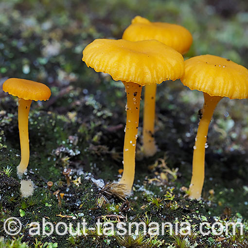Lichenomphalia chromacea, fungi, Tasmania