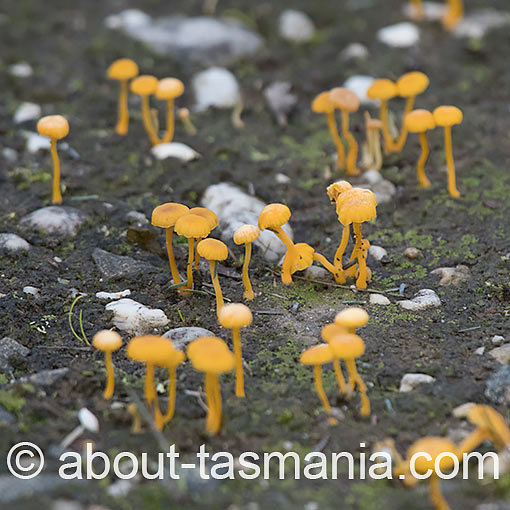Lichenomphalia chromacea, fungi, Tasmania