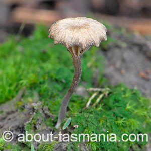 Lichenomphalia umbellifera