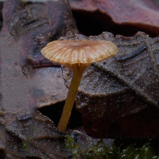 Lichenomphalia umbellifera, fungi, Tasmania