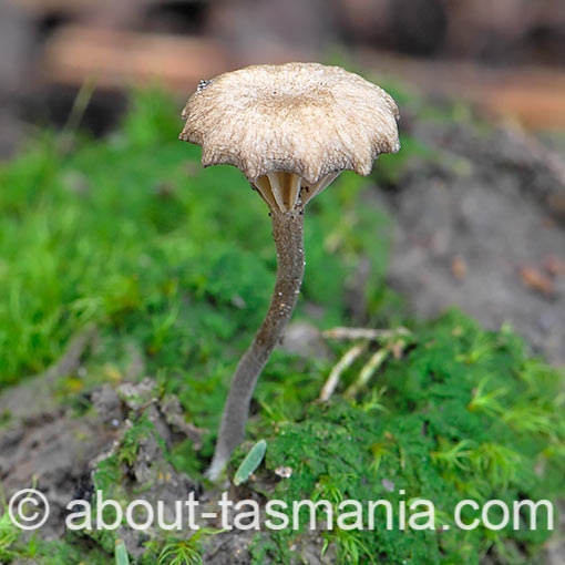 Lichenomphalia umbellifera, fungi, Tasmania