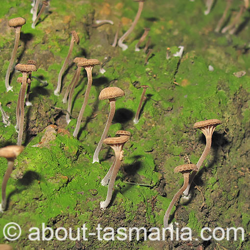 Lichenomphalia umbellifera, fungi, Tasmania