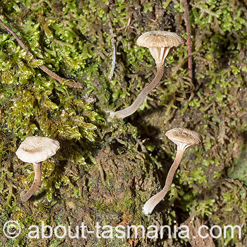 Lichenomphalia umbellifera, fungi, Tasmania