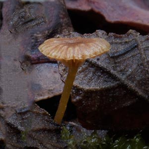 Lichenomphalia umbellifera