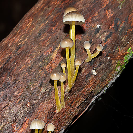 Mycena aff. epipterygia, fungi, Tasmania