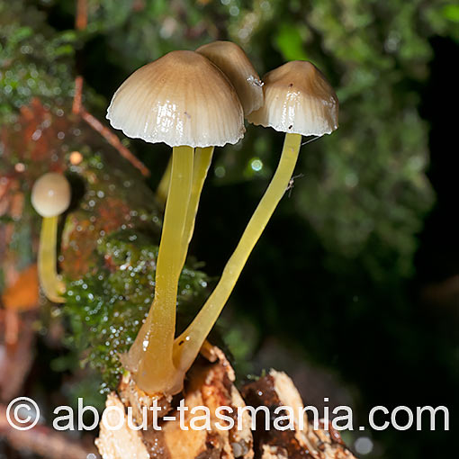 Mycena aff. epipterygia, fungi, Tasmania